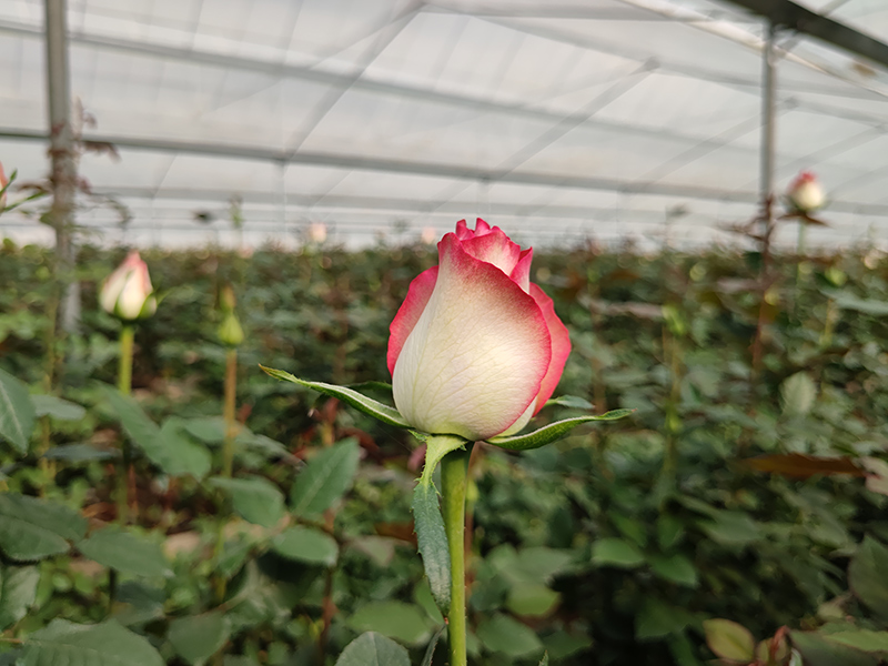 药材、花卉、苗木大棚方案介绍